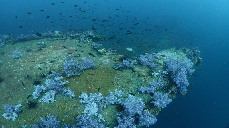 ทะเลปั่นป่วน!! พบ "ปะการัง" แหล่งดำน้ำ เขตอุทยานฯ หมู่เกาะพีพี เกิดการฟอกขาว