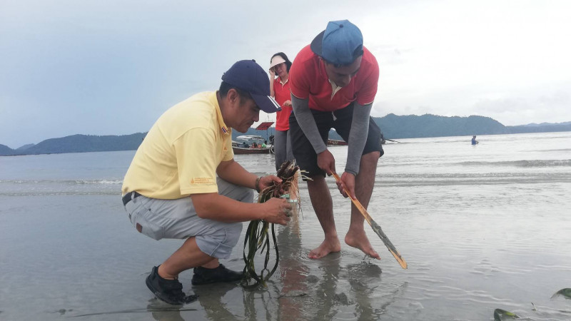 พบ "ปลิงทะเล" โผล่แหล่งหญ้าทะเล ต.เกาะศรีบอยา หลังเกือบสูญพันธุ์ (มีคลิป)