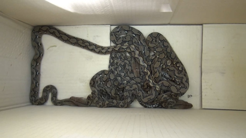 เจ้าของบ้านผวา ! พบ "งูเหลือม 5 ตัว" ซุกอยู่บนหลังคา รีบแจ้งกู้ภัยช่วยจับ