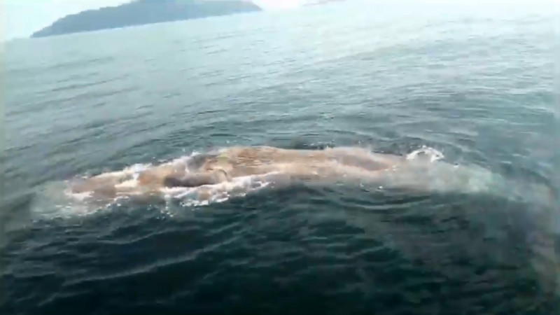 พบซาก "วาฬหัวทุย" ลอยทะเล เกาะลันตา เตรียมพิสูจน์หาสาเหตุ