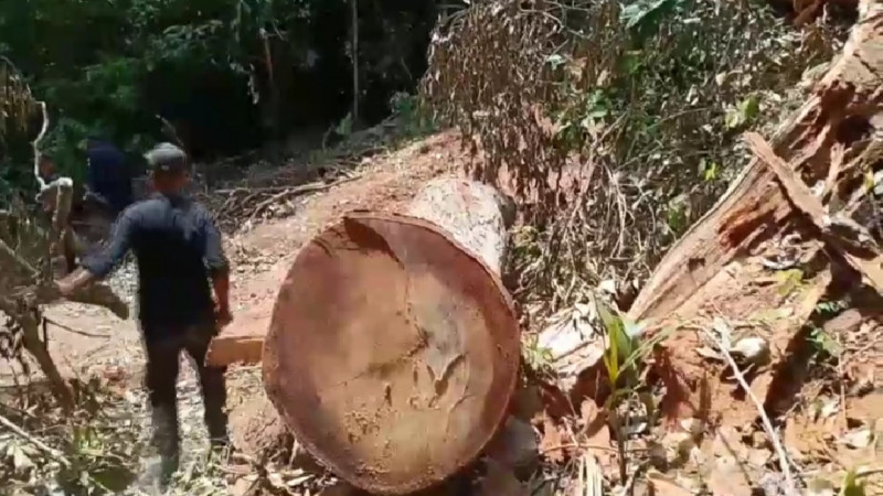 ลักลอบตัดไม้อายุนับ 100 ปี รอยต่อเขตป่าสงวน มูลค่ากว่า 2 แสน