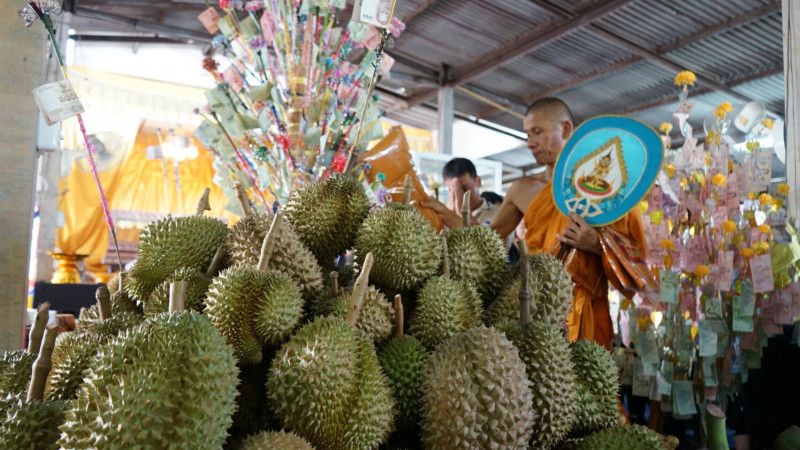 "วัดคลองกลาง" บ้านเขาหักพัฒนา จัดงานผ้าป่าผลไม้ประจำปี