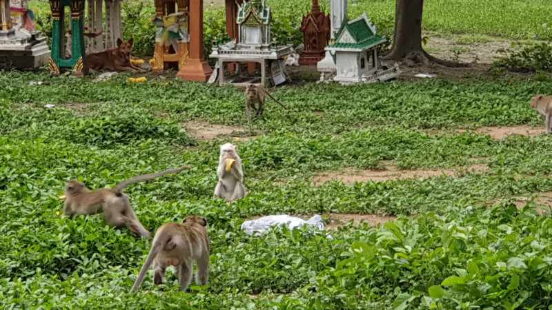 พบ “ลิงเผือก” สัตว์หายาก ออกมาหากินร่วมกับฝูงลิงแสมที่วัดเขาพรหมชะแง้