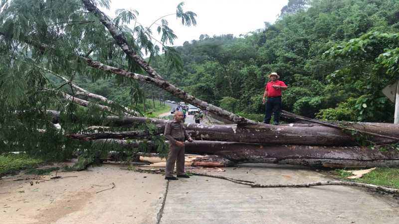 พายุพัดกระหน่ำหนัก อ.สังขละบุรี ต้นไม้ยักษ์ล้มปิดถนน  6 หมู่บ้านเดือดร้อน