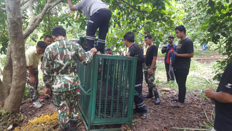 โผล่อีก !! "หมีควายทับลาน" ติดกรงดักสัตว์ กินผลไม้ในสวนชาวบ้าน