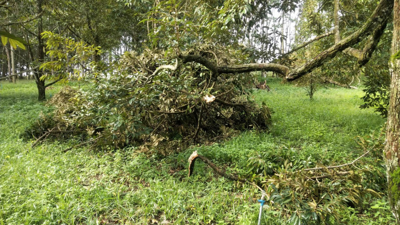 พายุฝนพัดถล่ม "สวนทุเรียนหมอนทอง" โค่นล้มโดนราก เสียหายยับ มูลค่ากว่า 1 ล้านบาท