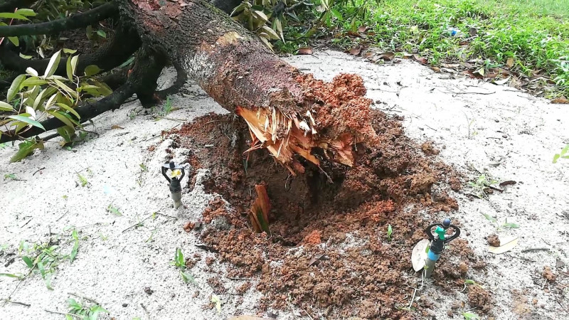 พายุฝนกระหน่ำ จันทบุรี พัดต้นทุเรียน - ต้นไม้ ล้มระเนระนาด บ้านเรือนเสียหาย