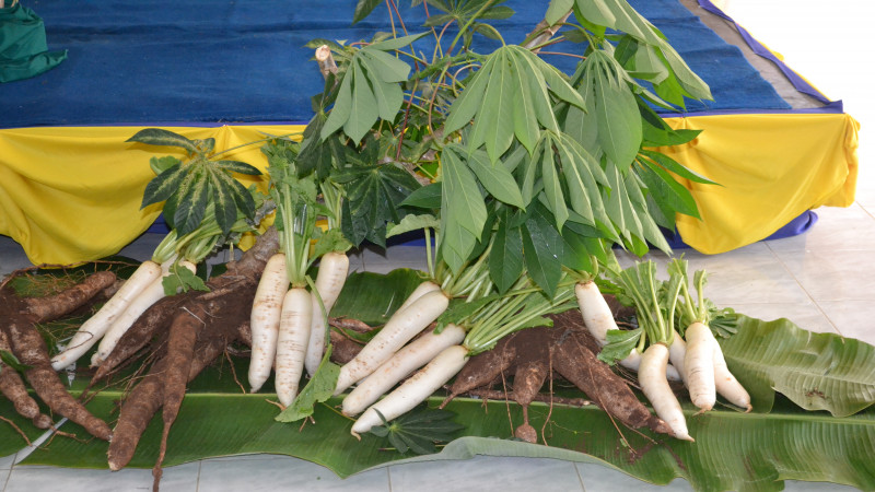 "จังหวัดจันทบุรี" จัดโครงการรณรงค์เพื่อควบคุมและป้องกันการแพร่ระบาดของโรคใบด่างมันสำปะหลังแก่เกษตรกร