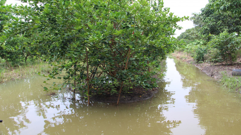 เกษตรอำเภอปากท่อ จ.ราชบุรี ลงพื้นที่ตรวจสอบพื้นที่ของเกษตรกรหลังเกิดฝนตกหนักติดต่อหลายวัน นาข้าวจมกว่าหมื่นไร่