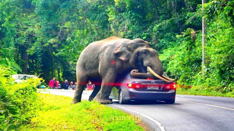 นาทีระทึก !! "พี่ดื้อ" ช้างป่าเขาใหญ่ขึ้นขย่มรถ นทท. พังเสียหาย