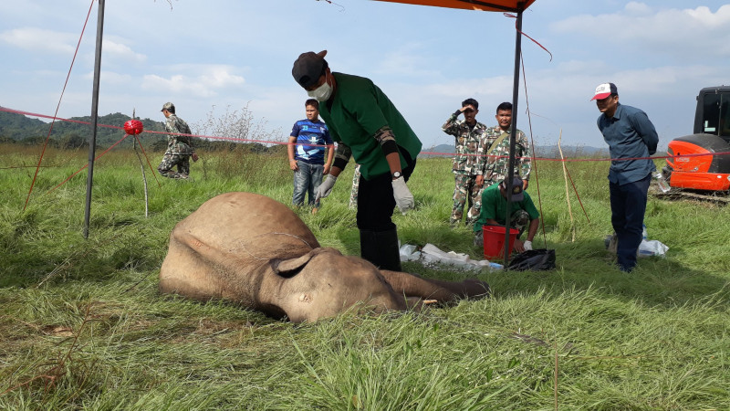 สุดเศร้า! "ลูกช้างป่ากุยบุรี" ดับคาแปลงหญ้าติดหมู่บ้าน หลังถูกขับออกจากโขลง