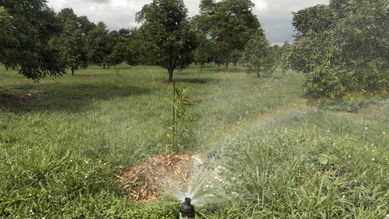 เกษตรกรชาวสวนทุเรียนจังหวัดจันทบุรี เตรียมแหล่งน้ำและปรับวิธีการให้น้ำในสวนทุเรียนหวั่นเกิดปัญหาภัยแล้ง