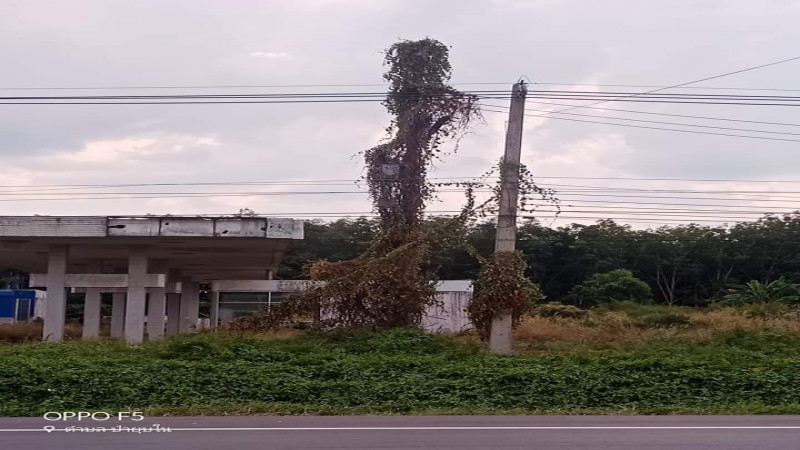 กลางคืนมีหลอน "เสาไฟฟ้า" เมืองระยอง ถูกปกคลุมด้วยเถาวัลย์ รูปร่างคล้ายผู้หญิง