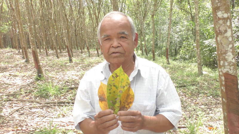 โรคยางใบร่วงชนิดใหม่ระบาดมาถึง จ.ตรัง เร่งกำจัดด่วน