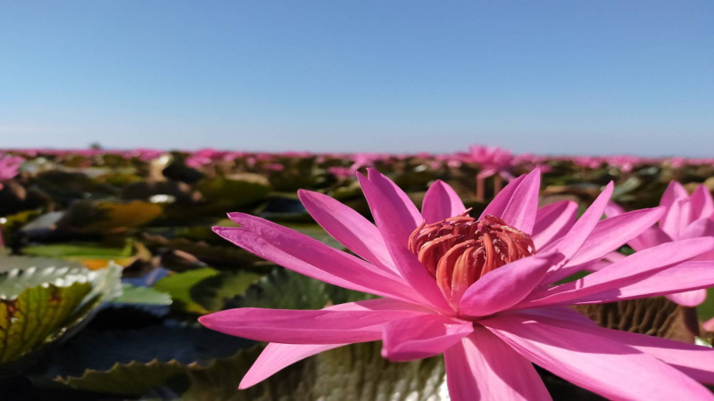 เปิดแล้ว!! ฤดูกาลล่องเรือเที่ยว "ทะเลบัวแดง" หนองหานกุมภวาปี