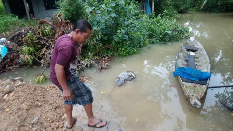 พบ "ซากเต่าตนุ"​ เกยฝั่งหาดสิชล คาดหลบมรสุมหากินริมฝั่งติดอวนรัดคอดับ