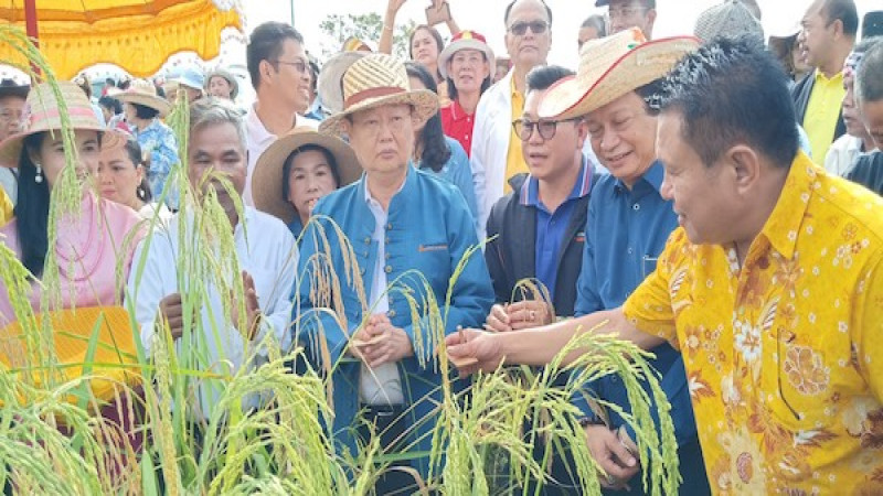 รมต.เกี่ยวข้าว! "สนธิรัตน์" ลุยร่วมเก็บเกี่ยวข้าวแปลงนาพุทธภูมิ ที่เมืองนครศรีฯ