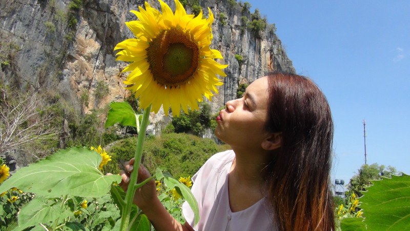 นทท.ไทย-มาเลเซีย แห่เซลฟีคู่กับดอกทานตะวันบานสะพรั่ง เขาทะนาน