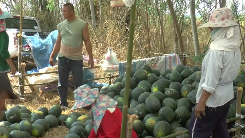 "เกษตรกรพะเยา" ใช้พื้นที่ประมาณ 5 ไร่เศษ ปลูกแตงโมพันธุ์กินรี 188 ขายสร้างรายได้งาม