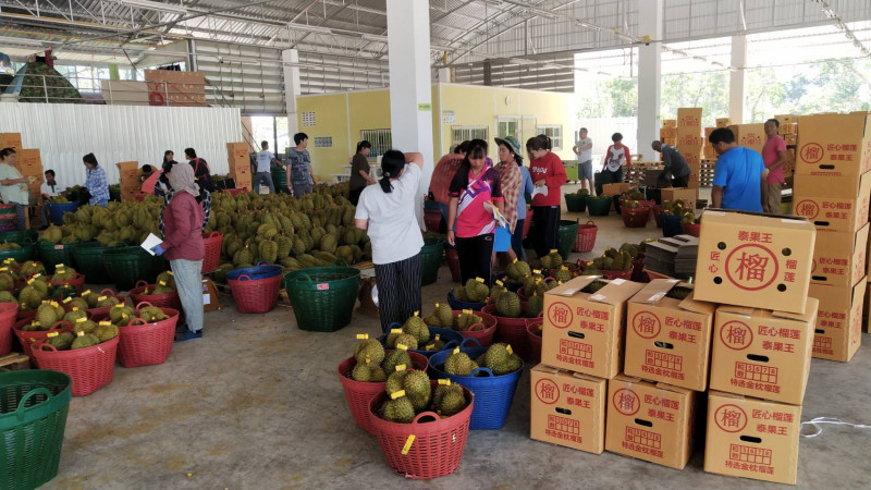 ผู้ประกอบการ จ.จันทบุรี กว่า 100 ราย ตระหนักภัยโควิด-19 ฉีดพ่นยาฆ่าเชื้อในล้งทุเรียนส่งออกประเทศจีน