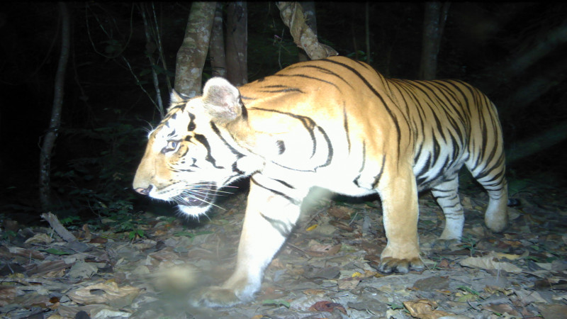 กลุ่มอนุรักษ์สัตว์วงศ์แมวนานาชาติ เข้าพบหัวหน้าเขตรักษาพันธุ์สัตว์ป่าสลักพระ เพื่อวางแผนเฝ้าระวังและป้องกันภัยคุกคามจากเสือโคร่ง