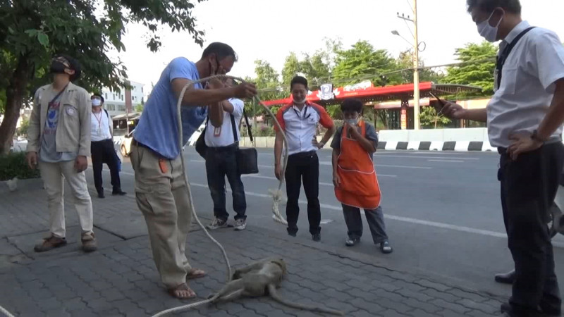 "ลิงลพบุรี" หนีเข้ามากระจายอยู่ในตัวเมืองสระบุรี ล่าสุดโดนไฟฟ้าแรงสูงช็อตดับคาที่ 1 ตัว