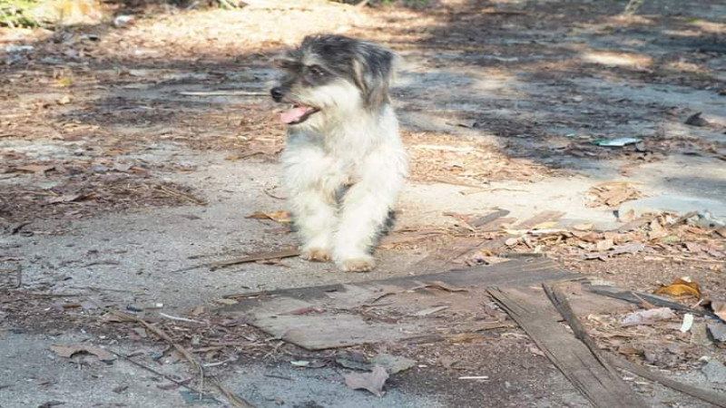 น้ำตาซึม ! "สาวใจดี" ฝากเเชร์ตามหาบ้านให้น้องหมา หลังพบถูกทิ้งกลางป่านาน 5 วัน