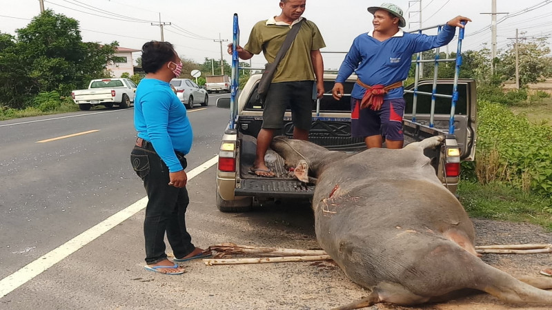 คนขับ "รถบรรทุกเครื่องดื่ม" พุ่งชนฝูงกระบือตัดหน้าข้ามถนน ดับคาที่ 4 ตัว