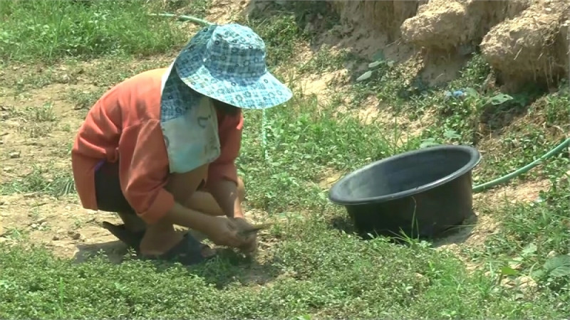 หากินยาก ! "ชาวพะเยา" เก็บผักสีเสียด ผักพื้นบ้านตามฤดูกาล จำหน่ายสร้างรายได้งาม