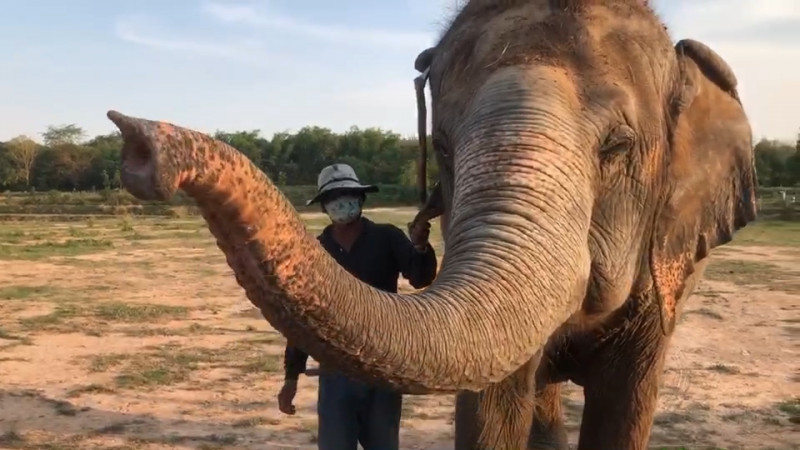พิษโควิด-19 นักท่องเที่ยวหด ควาญช้างจำใจพาช้างกลับบ้านเกิด ลดค่าใช้จ่าย ต้องกักตัว 14 วันก็ยอม