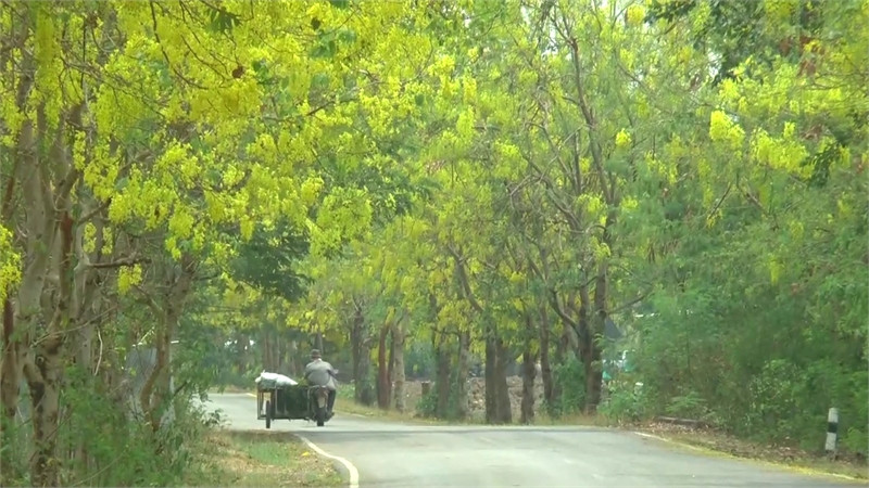 สวยงาม!! "ดอกคูณ" บานสะพรั่งตลอดข้างถนนสายดอกคำใต้ บ้านเจดีย์งาม จ.พะเยา