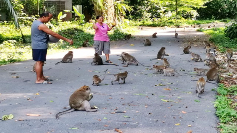 น่าสงสาร ! "ฝูงลิงวัดถ้ำ" ต้องกินข้าวคลุกกากมะพร้าว หลังปิดการท่องเที่ยว วอนผู้ใจบุญช่วยเหลือด่วน