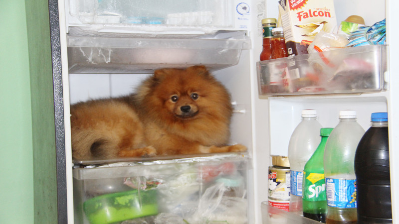 "สุนัขแสนรู้" เจออากาศร้อนอ้อนเจ้าของขอเข้าไปนอนในตู้เย็นนานนับชั่วโมง