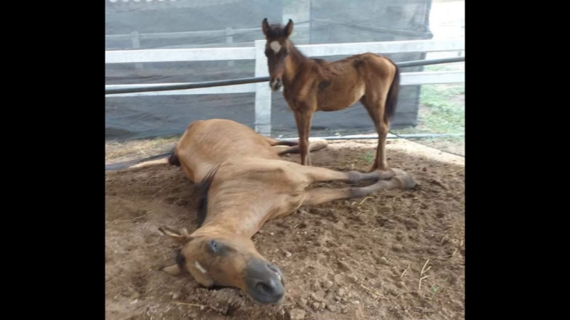 "ม้า" ของบ้านไร่สมานฟาร์ม ตายนับ 10 ตัว