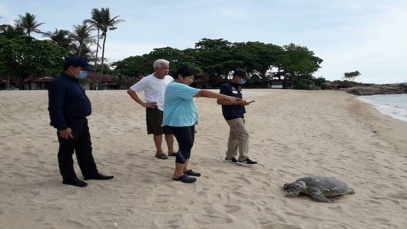 พบซาก "เต่าตนุ" ถูกคลื่นซัดลอยมาเกยชายหาดหน้าโรงแรมบนเกาะสมุย รอเจ้าหน้าที่ประมงตรวจสอบ