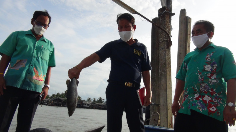 จนท. เร่งตรวจสอบการลักลอบขนปลากะพงขาวจากมาเลเซียเข้าไทย กว่า 50 ตัน