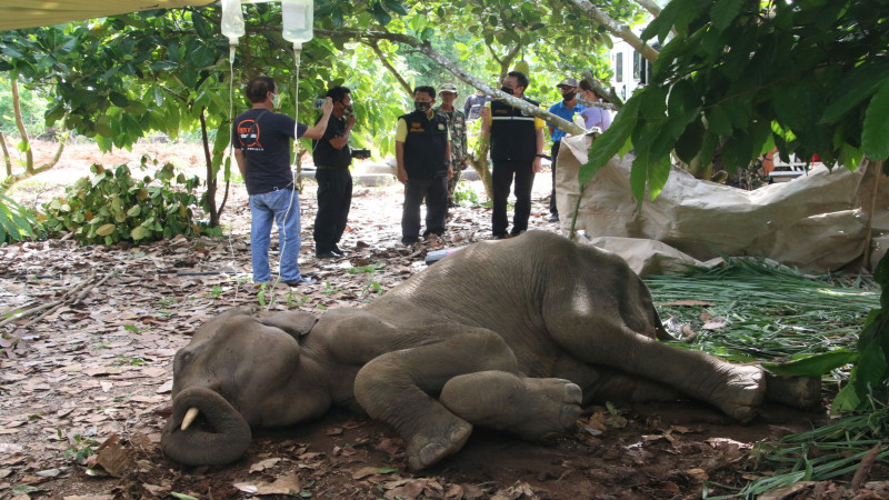 คืบหน้า"ช้างป่าล้ม" พิสูจน์หลักฐานพบโลหะที่ตัว 5 จุด อุทยานฯเตรียมแจ้งความหาตัวคนทำผิด