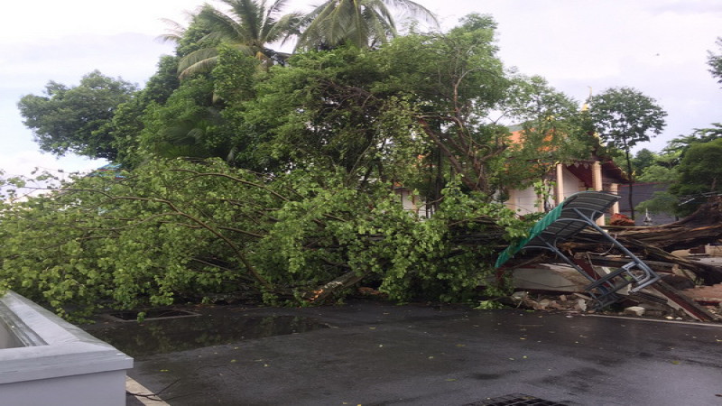พายุฝนถล่มเมืองคอน "ต้นโพธิ์ยักษ์" อายุกว่า 50 ปี ล้มทับกำแพงวัดพังเสียหาย