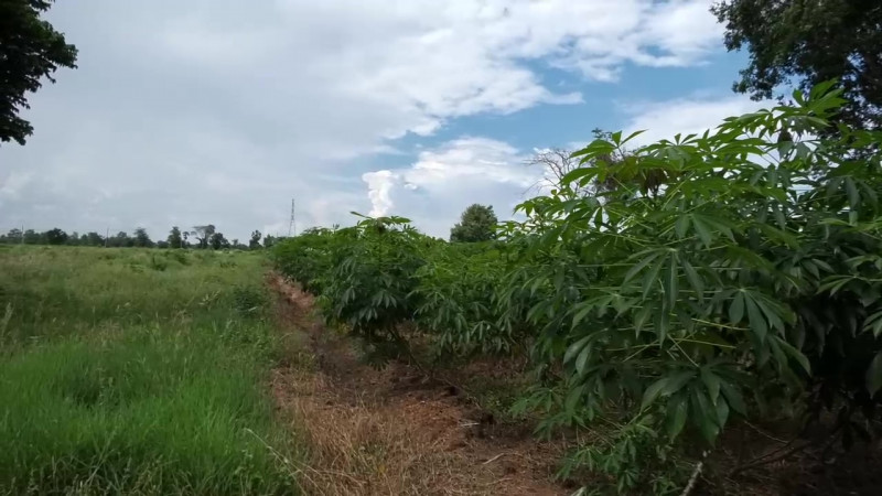 โคราชพบการแพร่ระบาดเชื้อไวรัสโรคใบด่าง กว่า 2 หมื่นไร่ ในพื้นที่ 10 อำเภอ