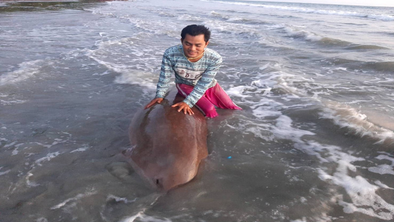 พบ "ซากพะยูนเพศผู้" ลอยเกยตื้นชายหาดทุ่งทะเล มีบาดแผลบริเวณท้อง 5 จุด