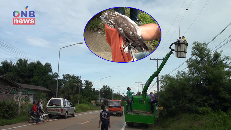 พบ "นกเหยี่ยว" ติดสายไฟฟ้าแรงสูงนาน 3 วัน กู้ภัยนำรถกระเช้าช่วยเหลือ ปลอดภัยแล้ว