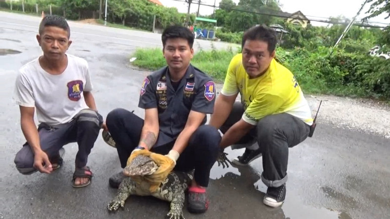 "ตัวเงินตัวทอง" บุกบ้านช่างทำเฟอร์นิเจอร์ เจ้าของบ้านรีบแจ้งกู้ภัยช่วยจับ