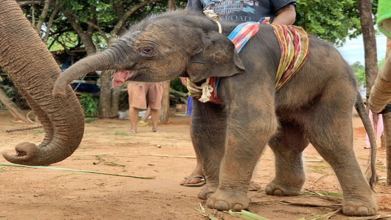 รับอรุณ!! "ช้างพังหางดี" คลอดลูกช้างน้อยเพศผู้ สุขภาพแข็งแรง