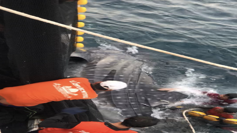 นาทีช่วยชีวิต ! "ฉลามวาฬ 3 ตัว" ยักษ์ใหญ่ผู้ใจดีแห่งท้องทะเลสตูล