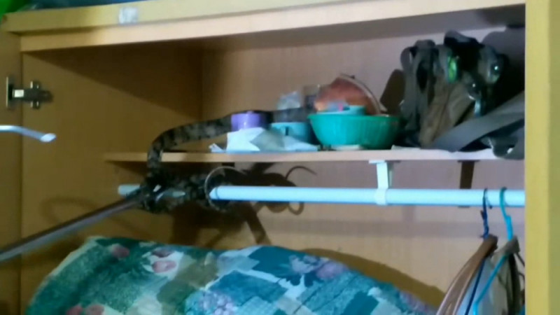 เจ้าของบ้าน ผวา! "งูสิงหางลาย" หลบร้อน ซุกซ่อนอยู่ในตู้เสื้อผ้า