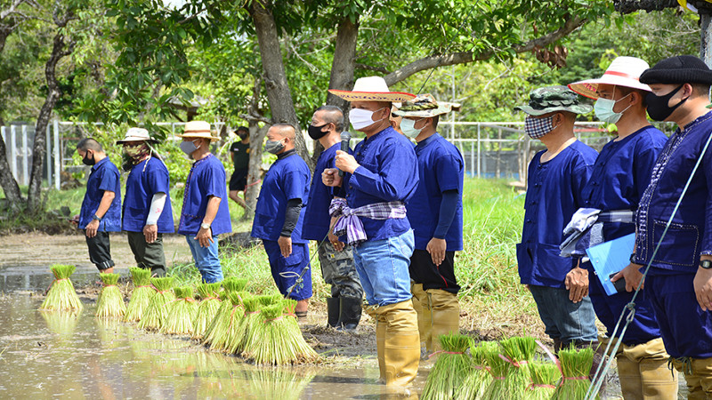 กรมทหารราบที่ 3 ค่ายกฤษณ์สีวะรา จัดกิจกรรมสืบสานประเพณีลงแขกดำนา