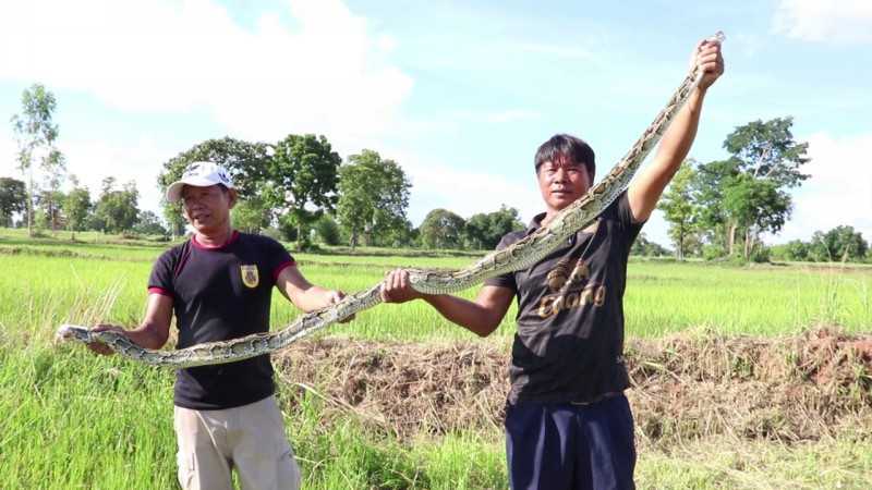 วิ่งป่าราบ! ตัดหญ้าตามคันนา ใบเลื่อยเฉือนหาง "งูหลามยักษ์" กระเด็น