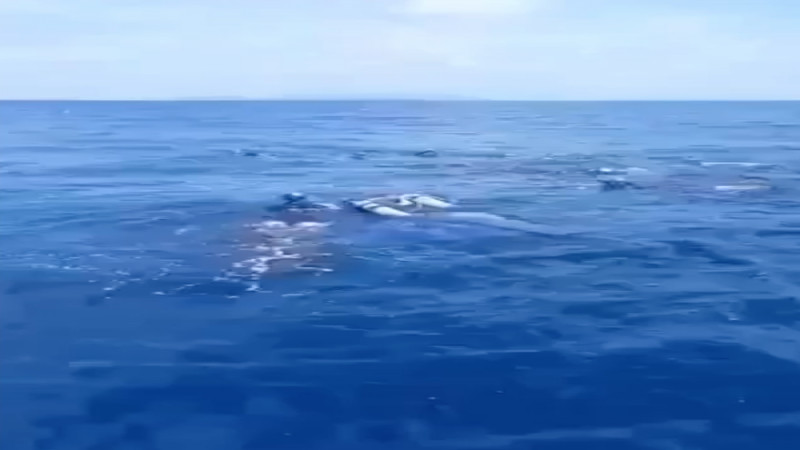 ตื่นตาตื่นใจ !! "ฉลามวาฬ" ว่ายน้ำโชว์นักท่องเที่ยวบนเกาะพะงัน