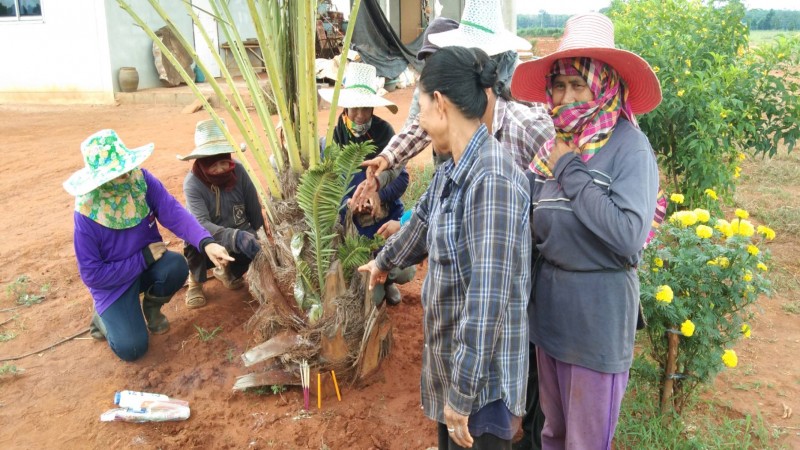 แห่ขอโชค "ต้นอินทผาลัม" ออกใบคล้ายเศียรพญานาค โผล่เลขเด็ดเห็นกันชัดๆเต็มสองตา