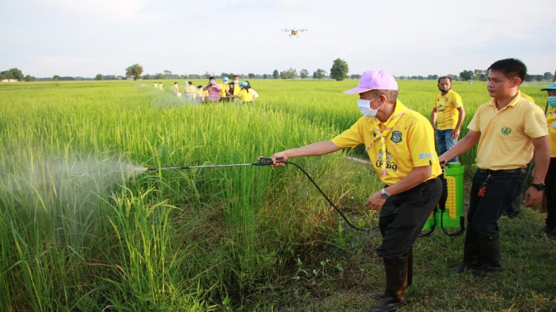 "เกษตรจังหวัดสุรินทร์" เร่งป้องกันเกิดการระบาดโรคไหม้คอรวงข้าว